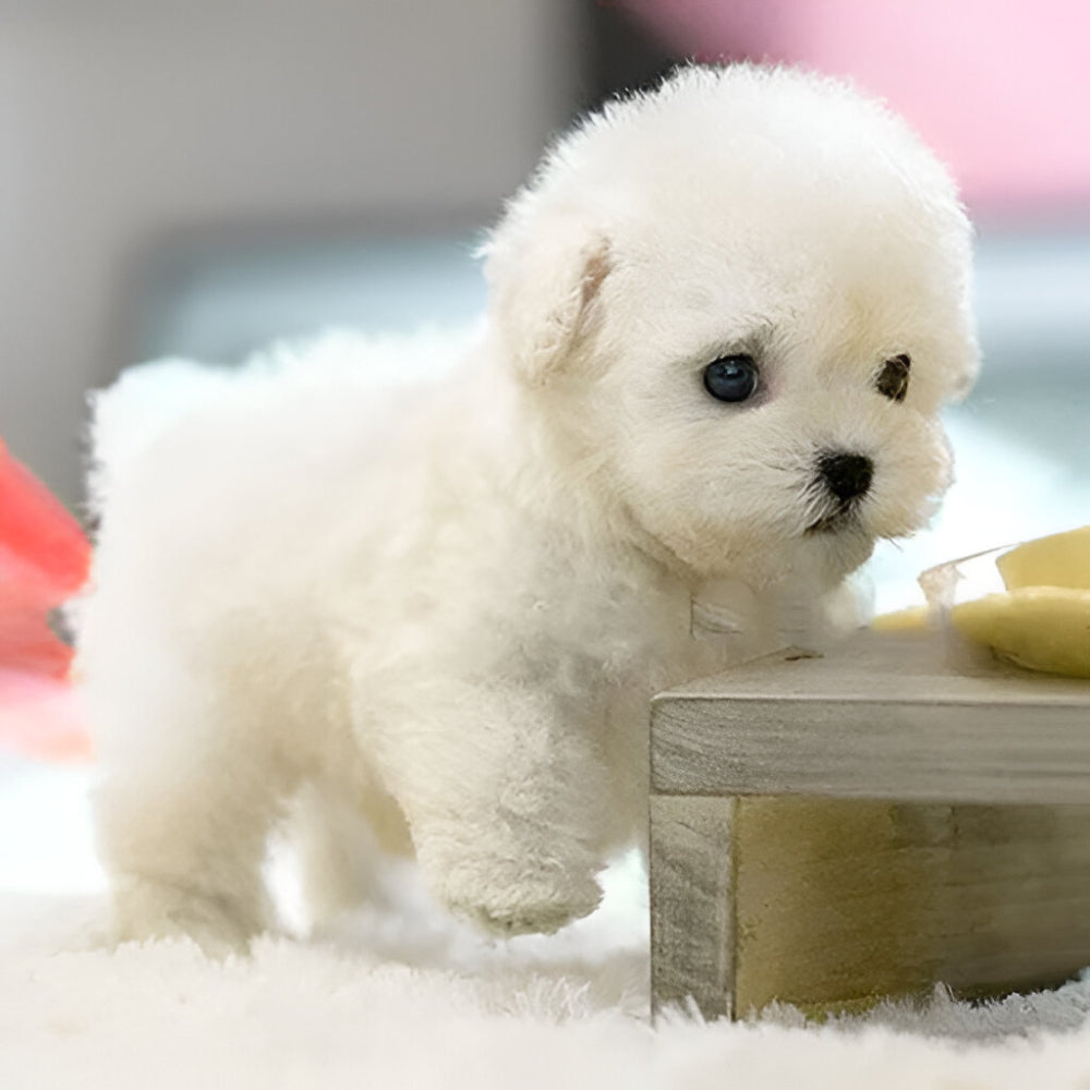 Speelgoed Hond Interactief Bewegend Puppy Knuffel Elektronisch