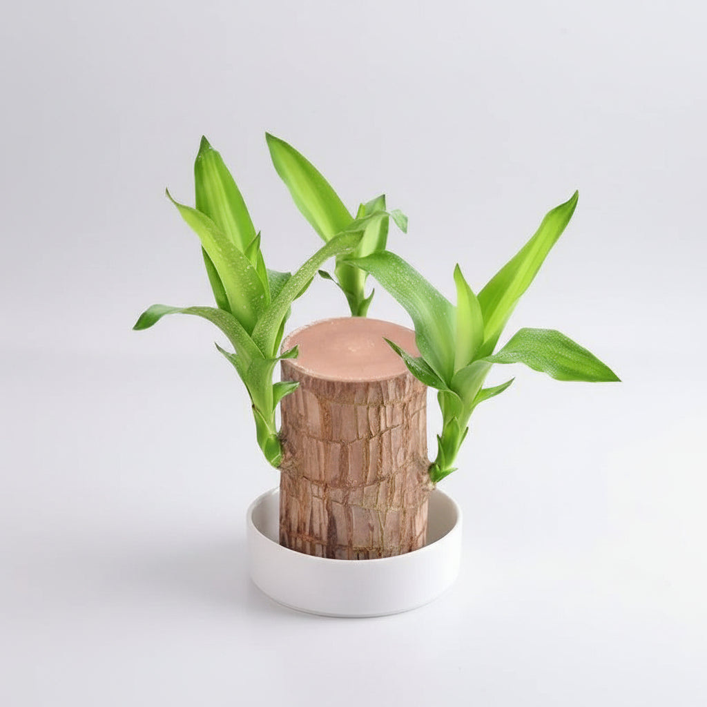 Pianta Legno Purificatrice D'aria Riduce Stress Bassa Manutenzione