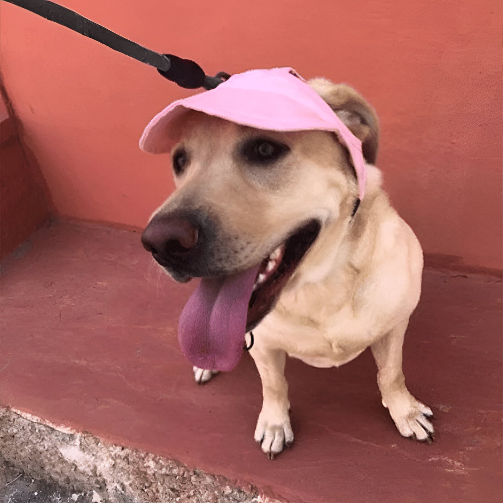 Cappello Cane Visiera Regolabile Accessorio Esterno