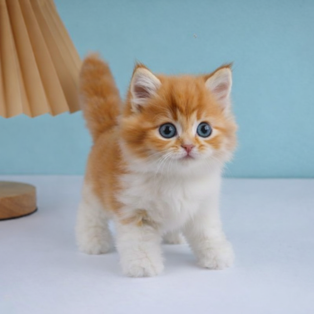 Kat Brinquedo Interativo Peluche Robô Gatinho Cinzento Realista
