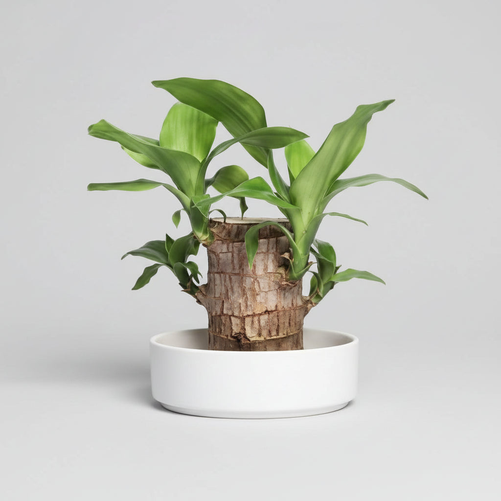 Pianta Legno Purificatrice D'aria Riduce Stress Bassa Manutenzione