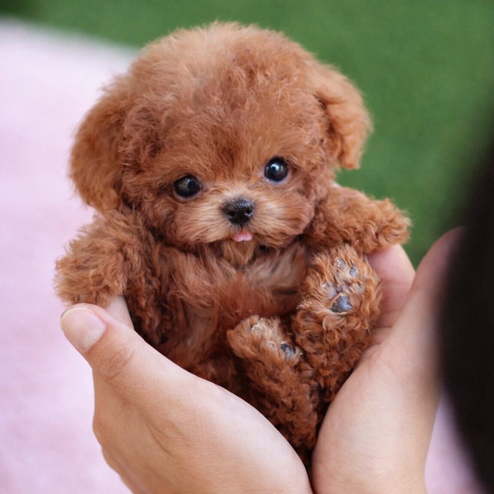 Speelgoed Hond Interactief Bewegend Puppy Knuffel Elektronisch